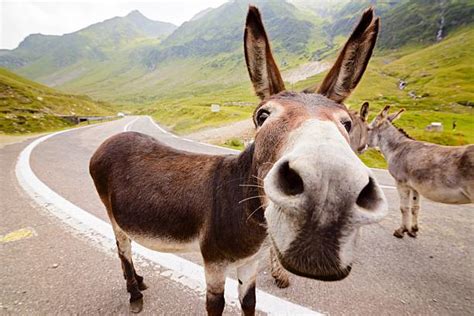 Funny Donkey Wallpapers - Wallpaper Cave