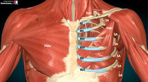 Muscle anatomy during the performance of PECS blocks [6]. Legend: RI ...