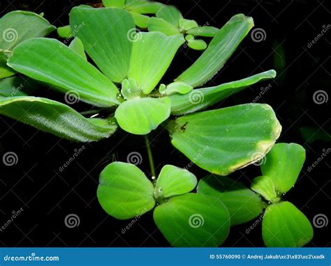 Pistia Sp Stock Photos - Free & Royalty-Free Stock Photos from Dreamstime