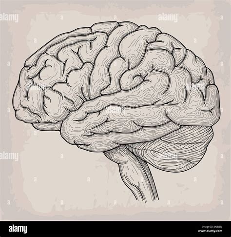 Anatomical Brain heart hand drawn organ sketch. Medicine, Vector illustration poster. Anatomical ...