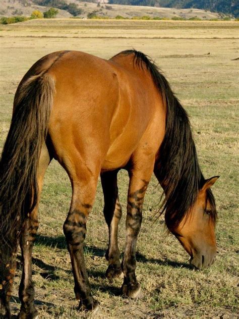 very definite primitive markings All The Pretty Horses, Beautiful Horses, Animals Beautiful ...