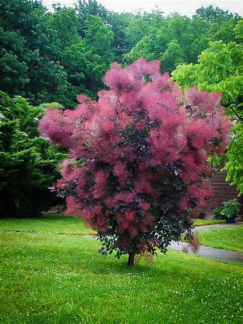 Royal Purple Smokebush (1 Gallon) - Bright colorful plumes rising out – Online Orchards