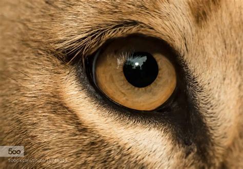 Lion Eyes | Lion Eyes Close Up Photograph lion eye closeup by | Lion eyes, Eye close up, Lion ...