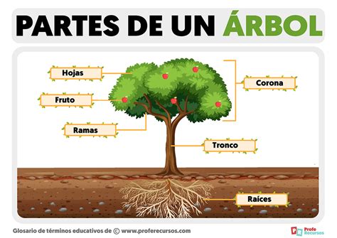 Partes de un Árbol