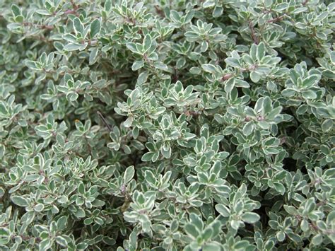 Thyme: Planting, Growing, and Harvesting Thyme | The Old Farmer's Almanac