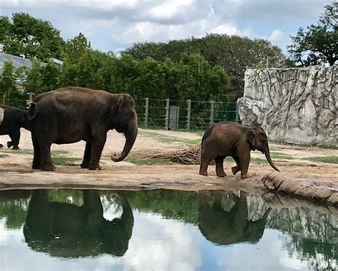 Houston Zoo - 2019 All You Need to Know BEFORE You Go (with Photos) - TripAdvisor