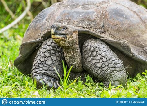 Animals - Galapagos Giant Tortoise on Santa Cruz Island in Galapagos Islands Stock Image - Image ...