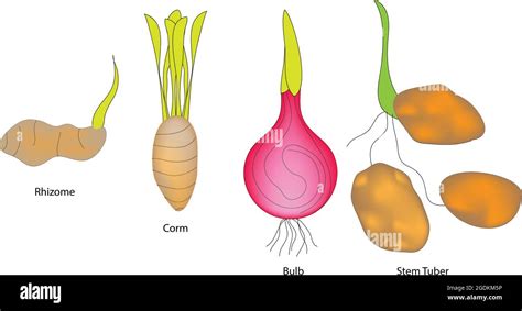 Types of stem, stem types. Plant stems, Category of plant stems Stock ...