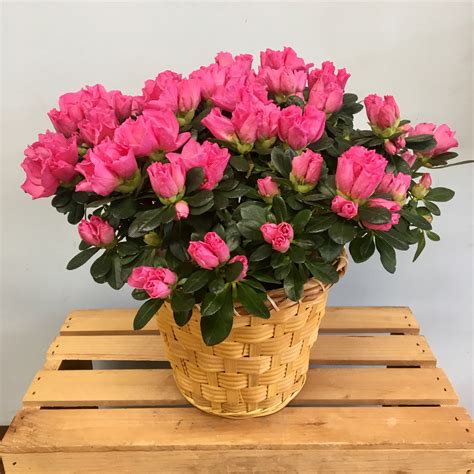 Pink Azalea Plant in Cambridge, MA | Coady Florist