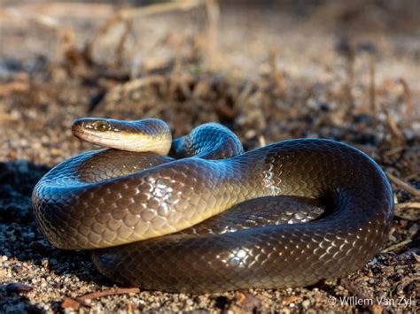 🔥 Brown Water Snake (Lycodonomorphus rufulus) from Melkbosstrand, South Africa. Harmless. 🔥 ...