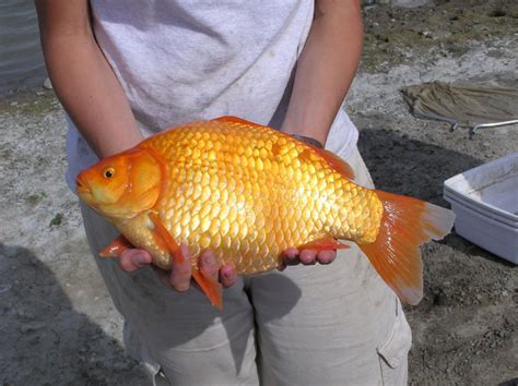 China'Watch'Canada: GIANT GOLDFISH INVADING ALBERTA PONDS