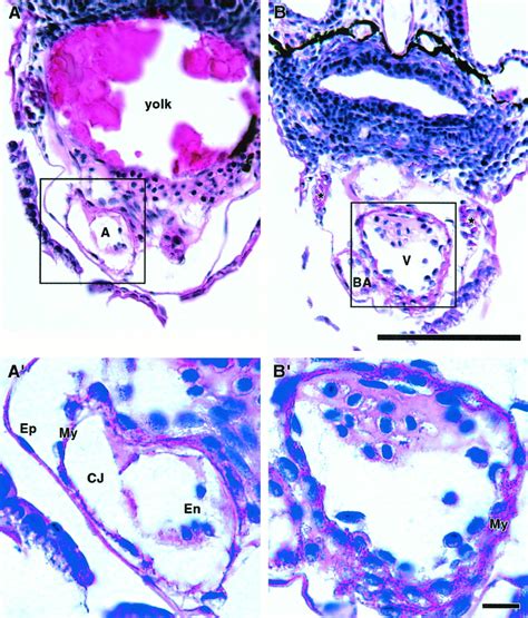 Structure and function of the developing zebrafish heart - Hu - 2000 - The Anatomical Record ...