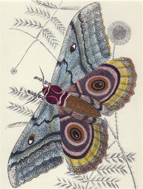 Custom Matted Emperor Moth 1896 Antique Moth Print Vintage | Etsy | Moth print, Moth, Antique prints