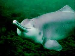 Baiji, Yangtze River Dolphin – Discovery of Sound in the Sea