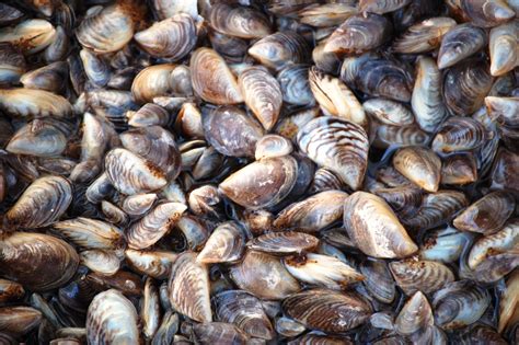 Invasive Mussels Found in Montana Waters | Wildlife Management Institute