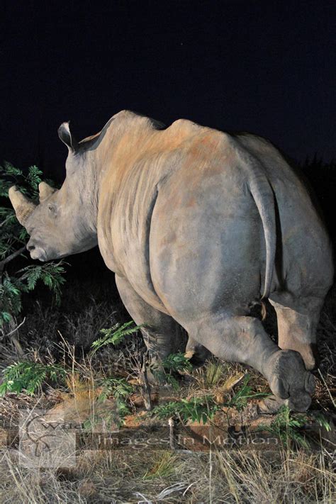 White Rhino Running | Wild Images In Motion