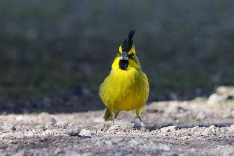 Yellow Cardinal | Cardinal, Cardinal birds, Bird