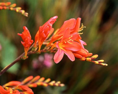 Crocosmia varieties: 16 gorgeous types of montbretia to try | Gardeningetc