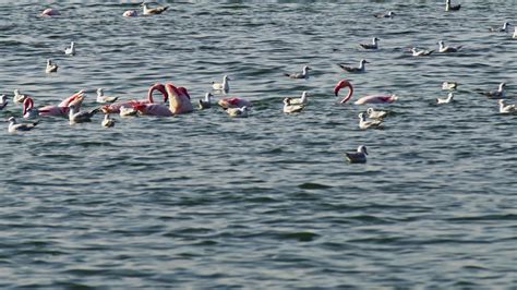 Seagulls Flying Along The Beach On A Day 15359244 Stock Video at Vecteezy