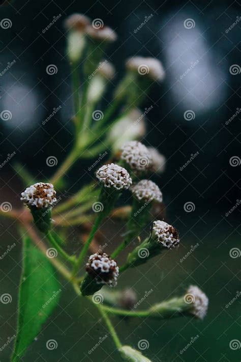 Flower of Chromolaena Odorata, Which is an Invasive Tropical Bush in Yogyakarta Stock Image ...