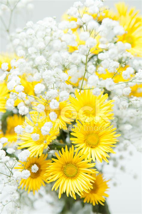 Bouquet Of Yellow Chrysanthemums Stock Photo | Royalty-Free | FreeImages