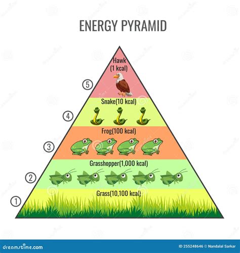 Food Chain and Ecosystem Energy Flow Vector Illustration Stock Vector - Illustration of shark ...