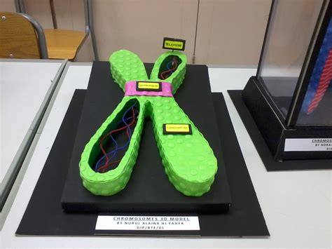 Share & Tell: Building a model of chromosome.