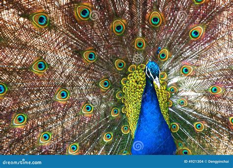 The Peafowl Spreading Feathers Stock Photo - Image of spreading, china: 4921304