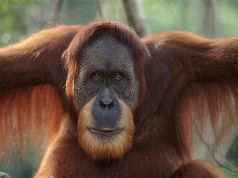 Sumatran Orangutan | Species | WWF