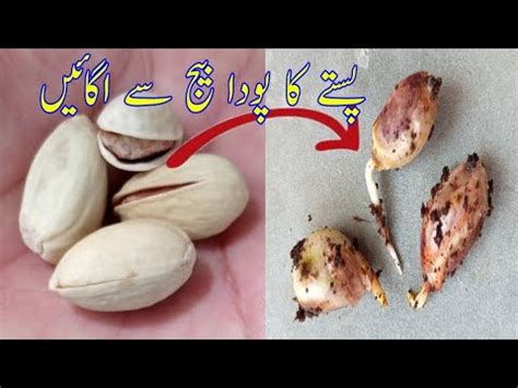 How To Grow Pistachio pista From Seed | Germination pistachio | Beauty with Gardening - YouTube