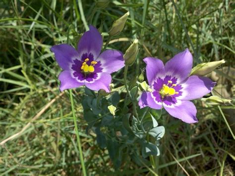 Purple Flowering Shrubs Identification