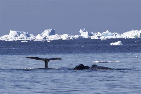 Wildlife in Greenland | Oceanwide Expeditions