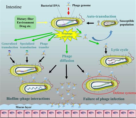 Crispr Uses Pieces of Phage Dna Incorporated Into the Genome