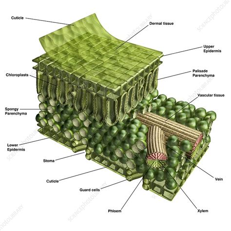 Plant leaf structure, illustration - Stock Image - C023/3022 - Science ...