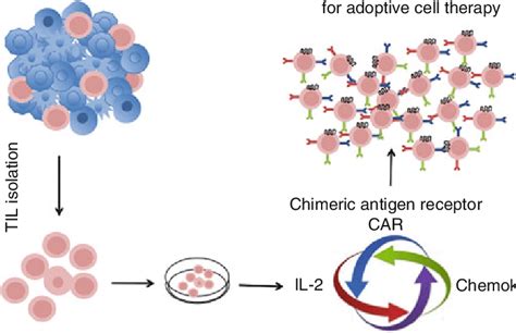 2 Optimizing adoptive T cell transfer therapy using T cells genetically... | Download Scientific ...