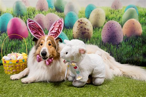 Easter Cute Dog Wallpapers - Wallpaper Cave