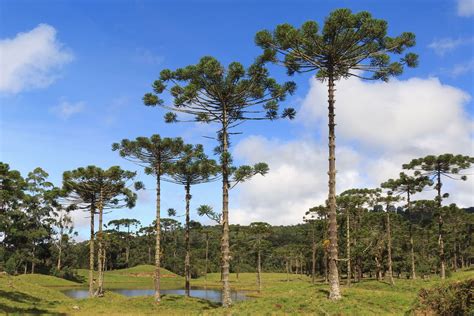 Araucaria | Description & Species | Britannica