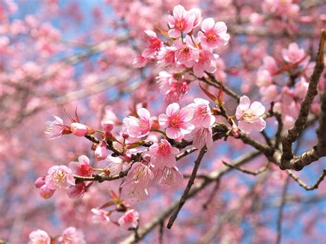 How to grow a flowering cherry tree | lovethegarden | Cherry blossom ...