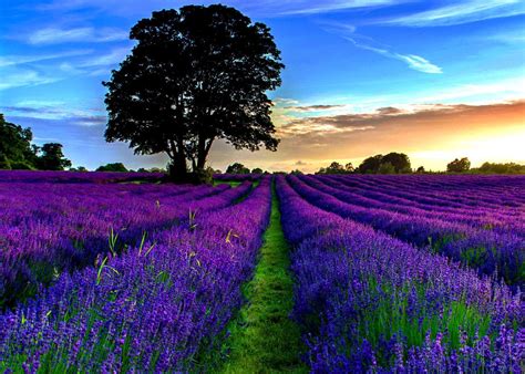 Lavender Field Sunrise Wallpapers - 4k, HD Lavender Field Sunrise Backgrounds on WallpaperBat