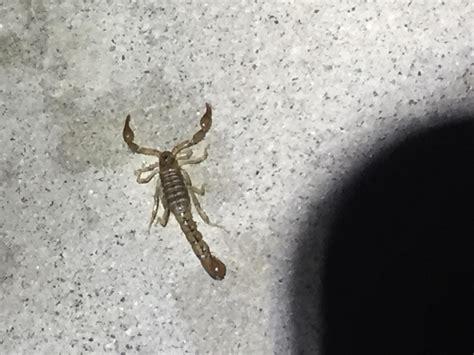 Scorpion species from inland San Diego, CA? : r/Scorpions