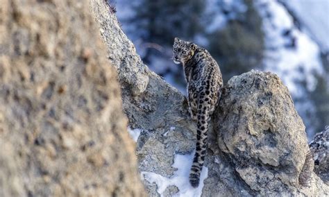 Tashi R. Ghale, The guardian of the Snow Leopards in Nepal Himalayas [PHOTOS] - Nepal 8th Wonder