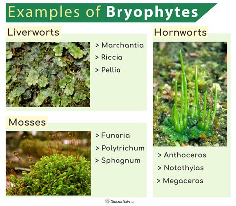 Bryophytes Definition, Types And Examples Of Bryophyta With, 44% OFF