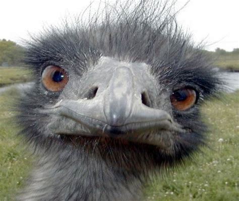 angry ostrich power