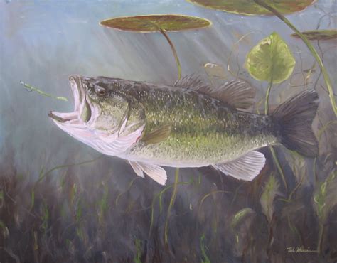 Largemouth Bass Fishing Wallpaper - WallpaperSafari