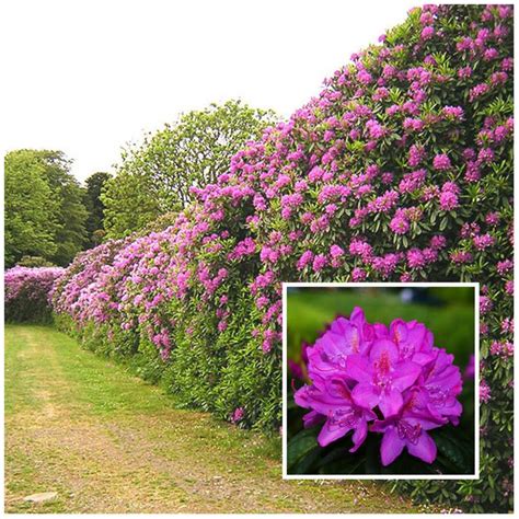 Our Favourite 8 Flowering Hedges | Flower hedge, Hedges