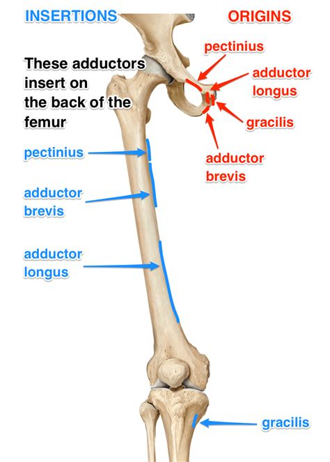 Adductor Muscle Would Move The Body Part at Leroy Lopez blog