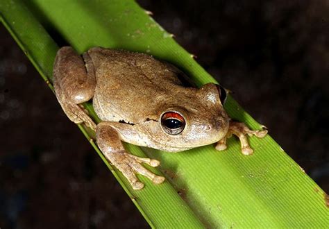 Northern Laughing Tree Frog | Western Australian Museum