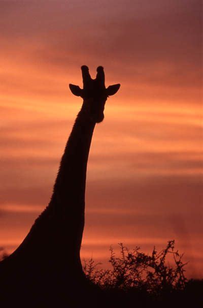 Giraffe in silhouette at sunset | Giraffe, Wildlife pictures, Giraffe ...