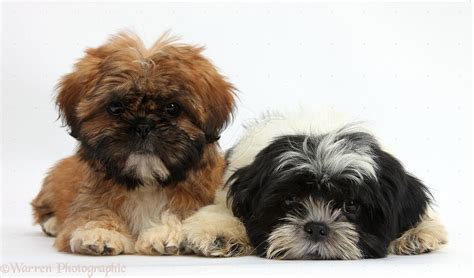 black shih tzu puppies - Google Search | Shih tzu puppy, Puppies, Shih tzu