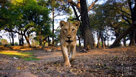 South Luangwa National Park